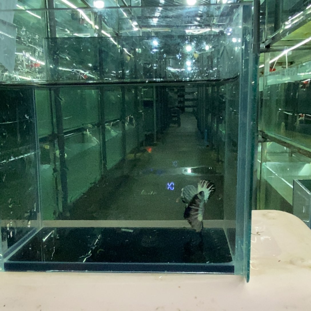 斗鱼包活不包损所见即所得146