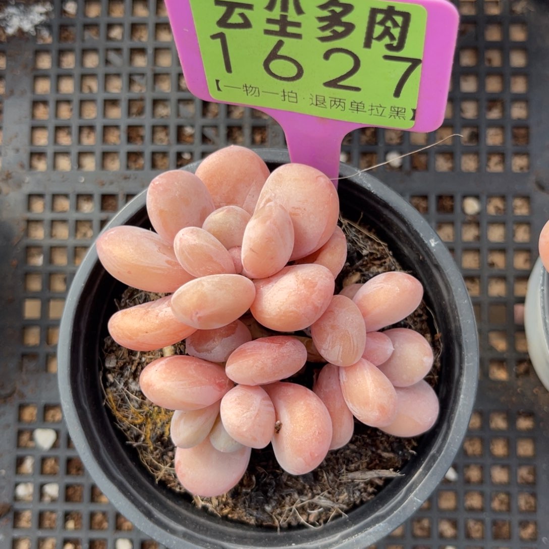 云尘多肉一物一拍1627