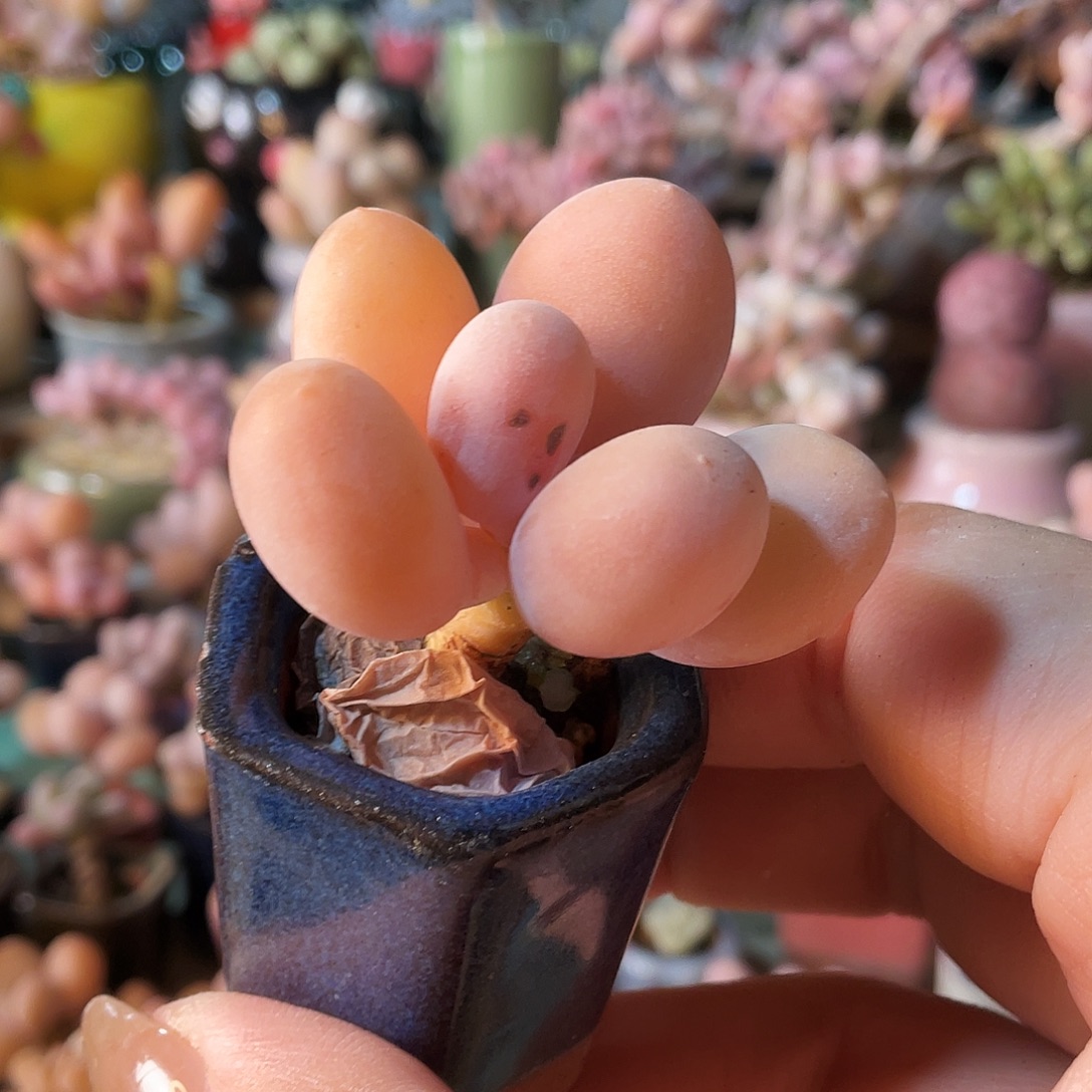 *****多肉植物的生长发育与生长发育