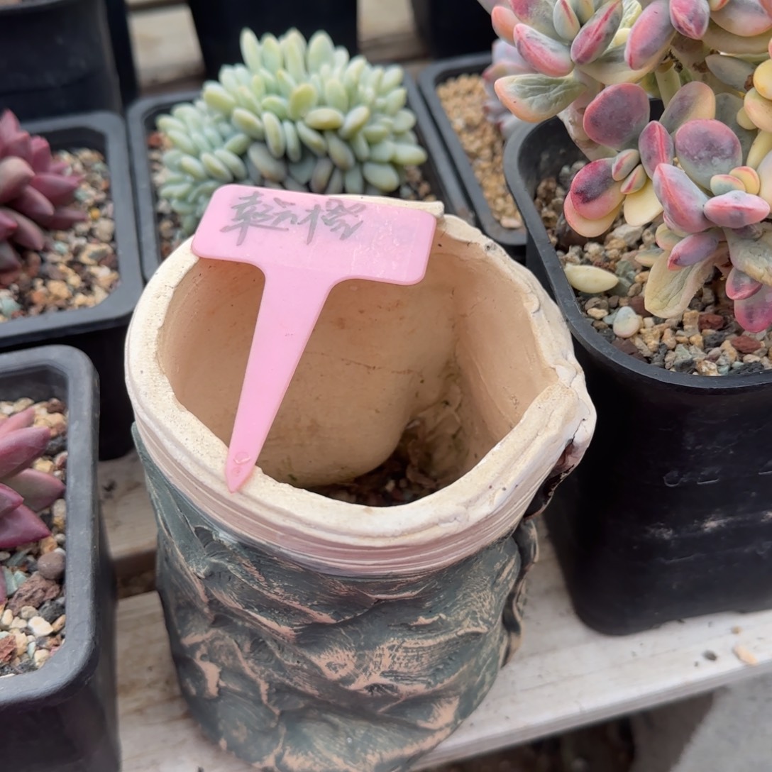 花盆一个五十包邮