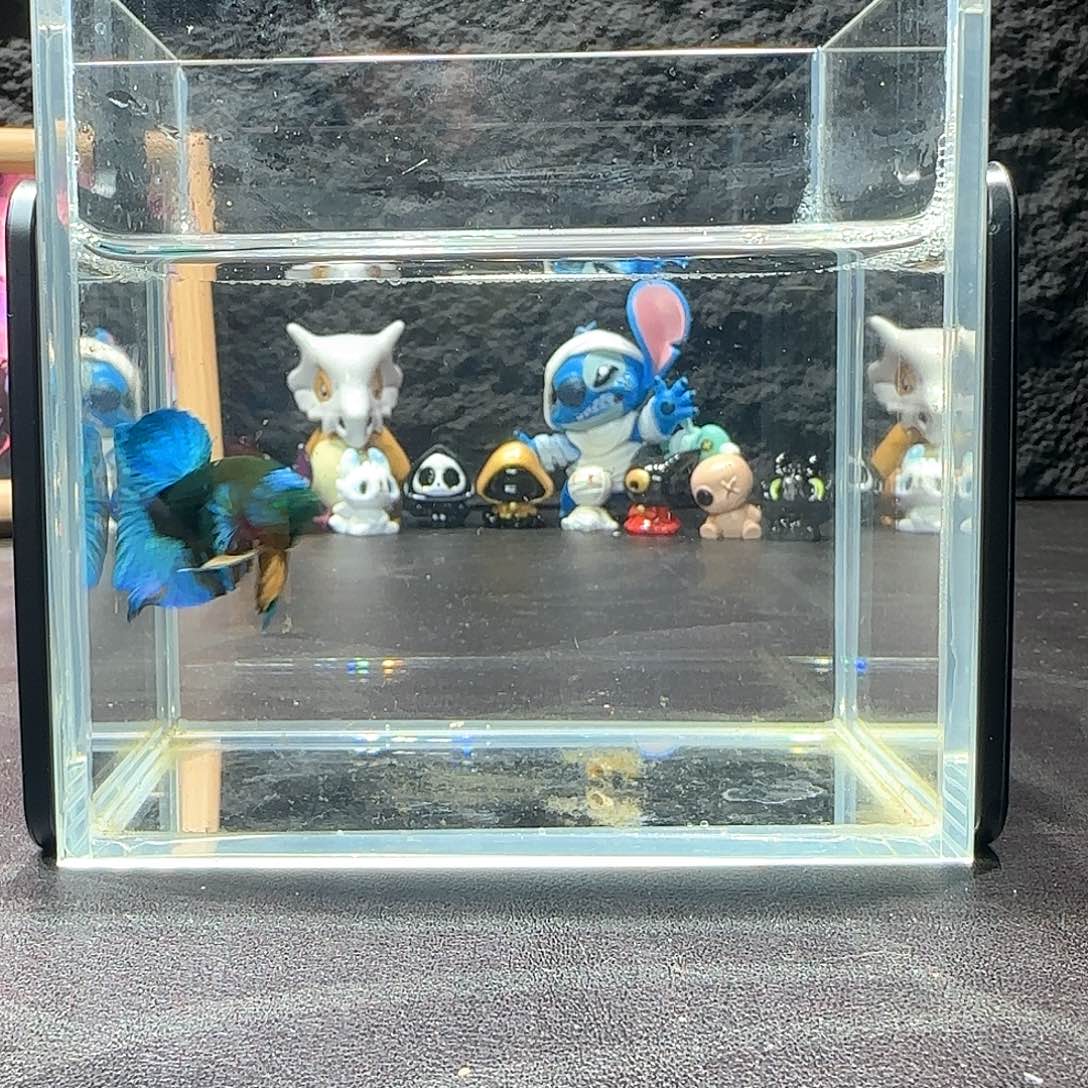 斗鱼十二月二十七日