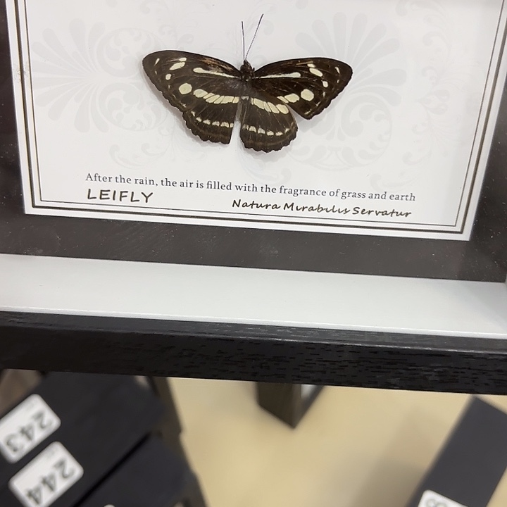 夏***冰蝴蝶标本定制367@