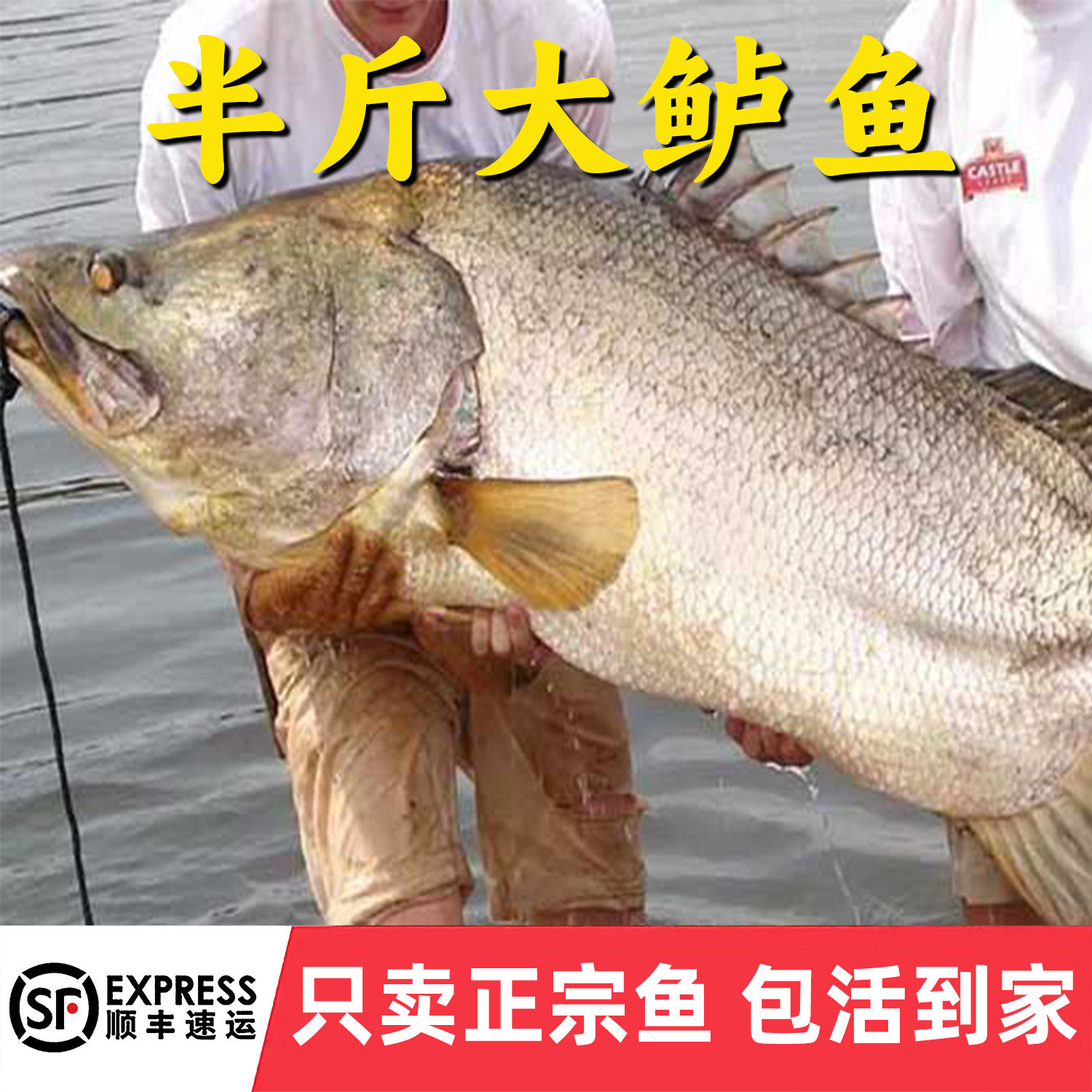 鲈鱼冷水观赏鱼加州鲈鱼淡水养殖食用优鲈三号卢鱼批发