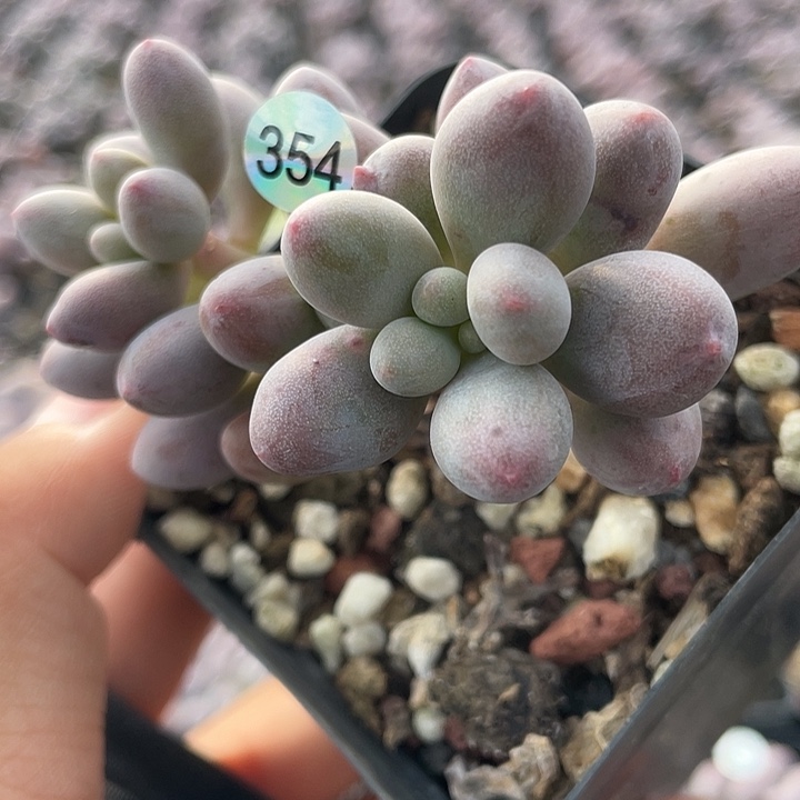 仙子奶酪多肉植物