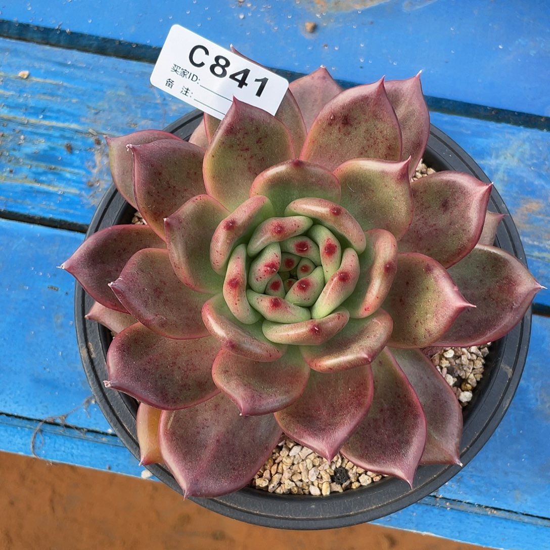 若如东云单拍C841