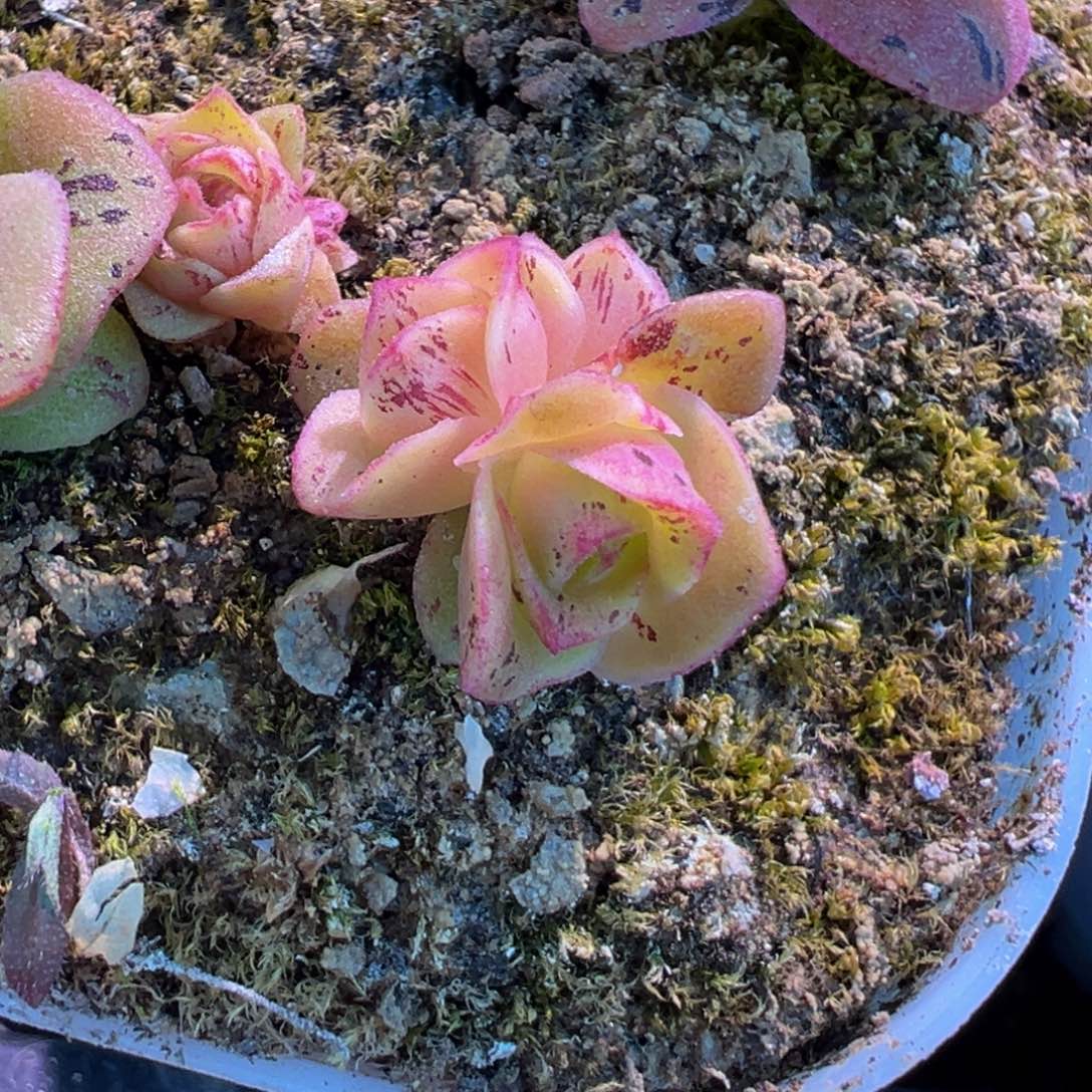 a****e陈 陈804虎毛x清欢福利