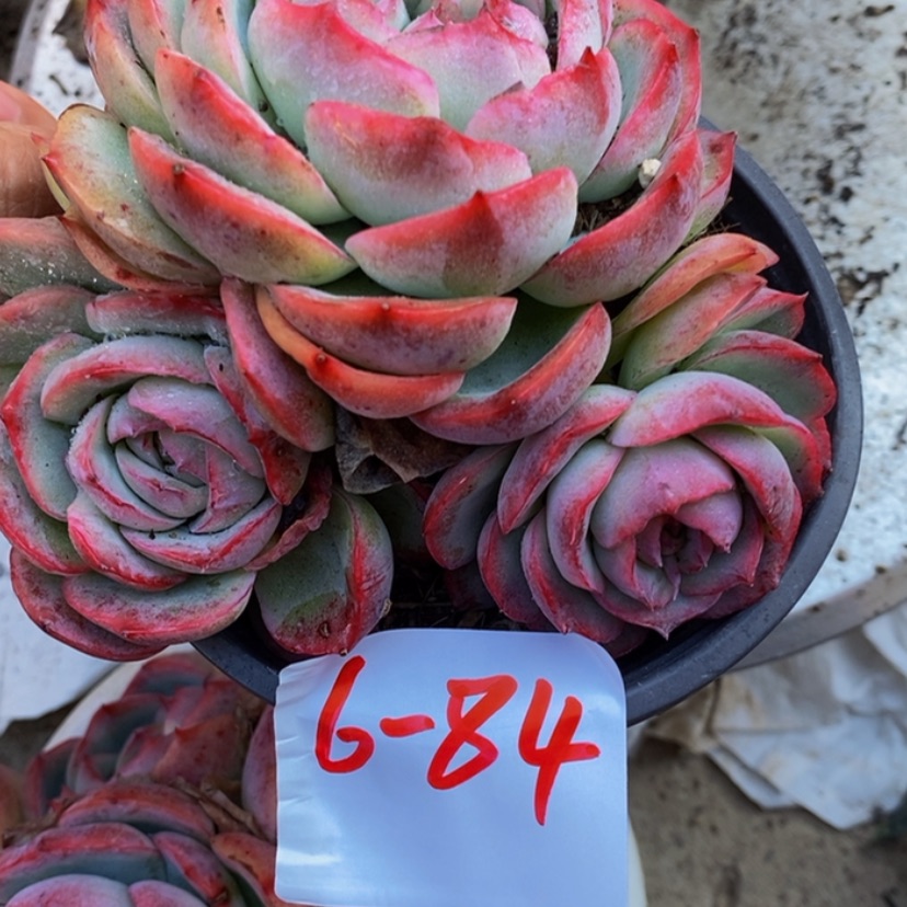 【闪购商品】7*妹多肉植物