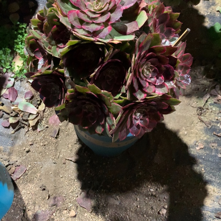 117莲花座多肉植物特价