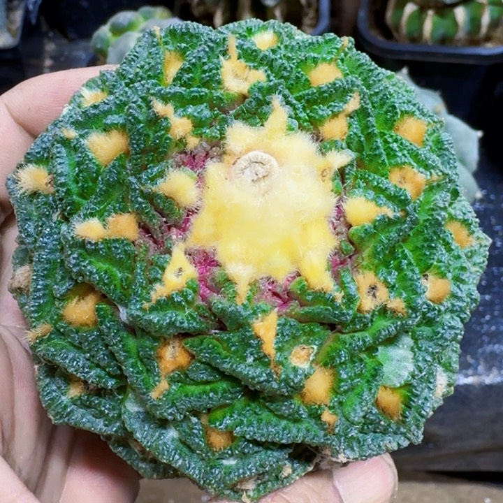 福利苗接大龟甲309