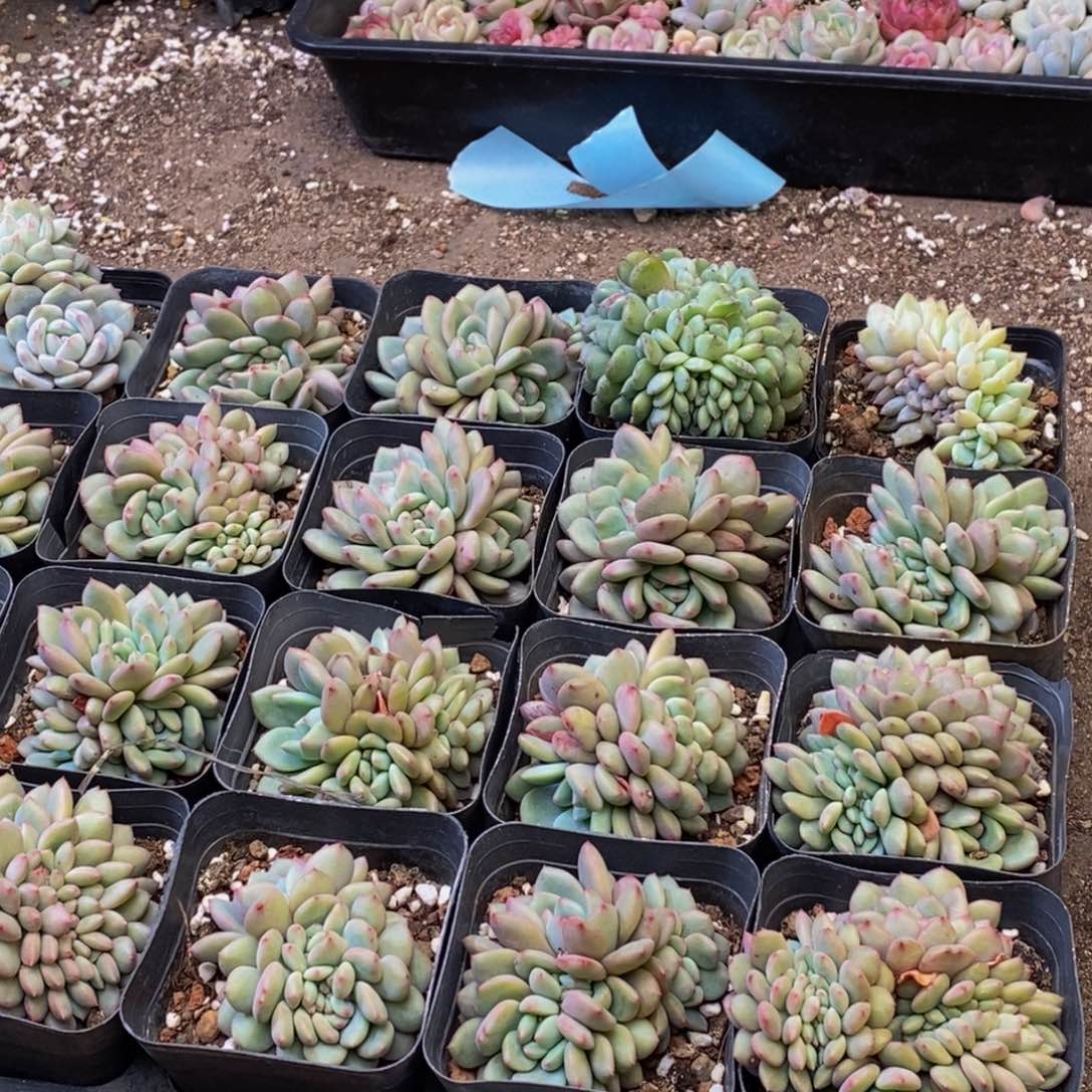 293的人在一起量拍4颗