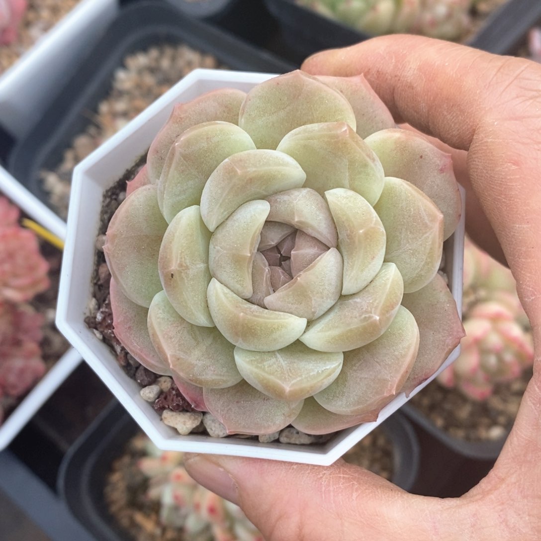 精品多肉一物一拍不包整732