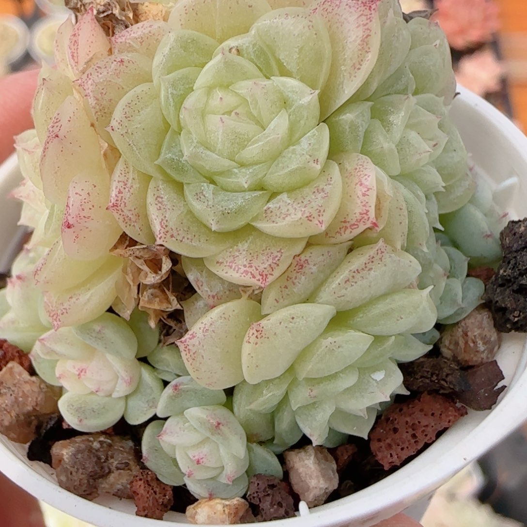 a***a花语多肉1211-225散