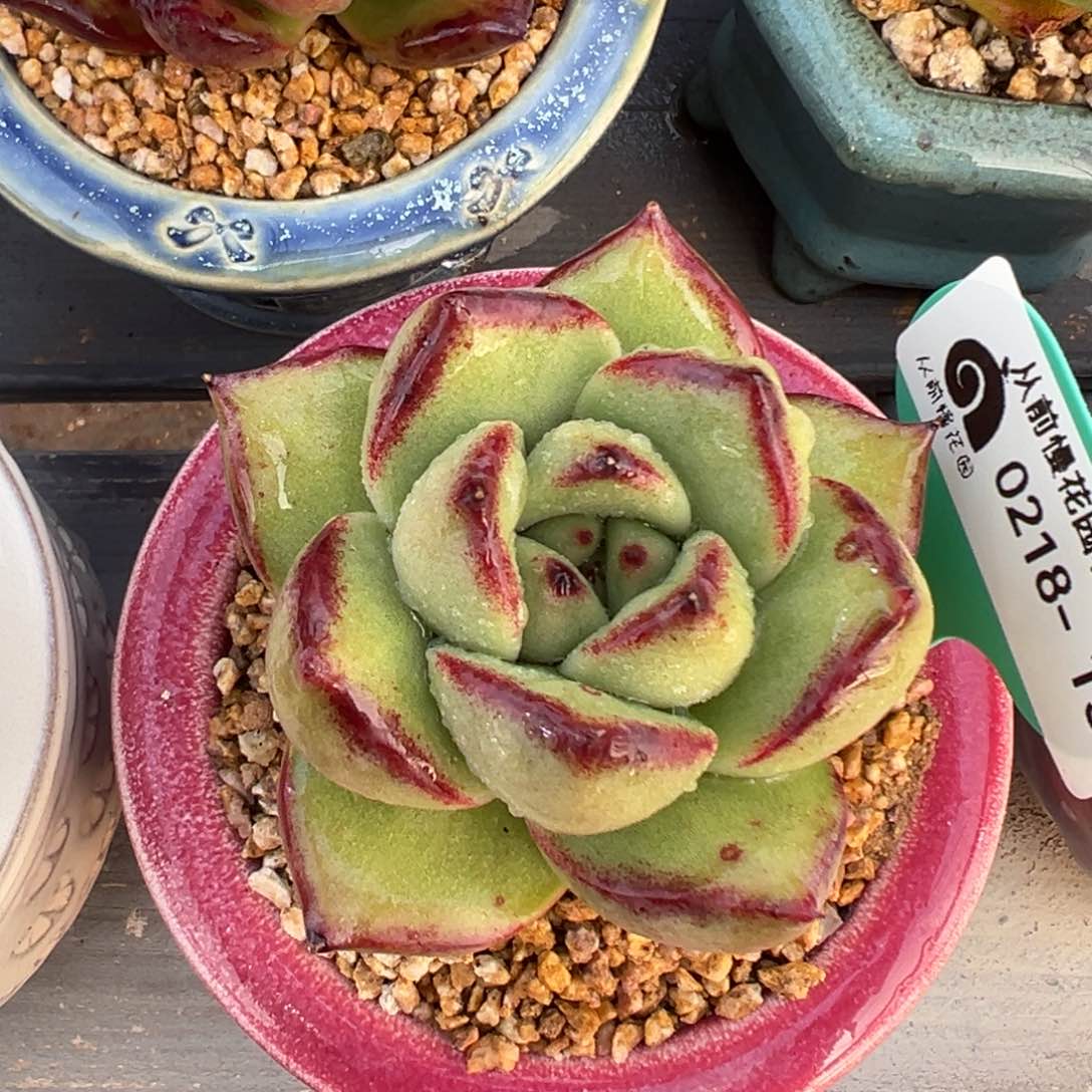 多肉一物一拍0218-151