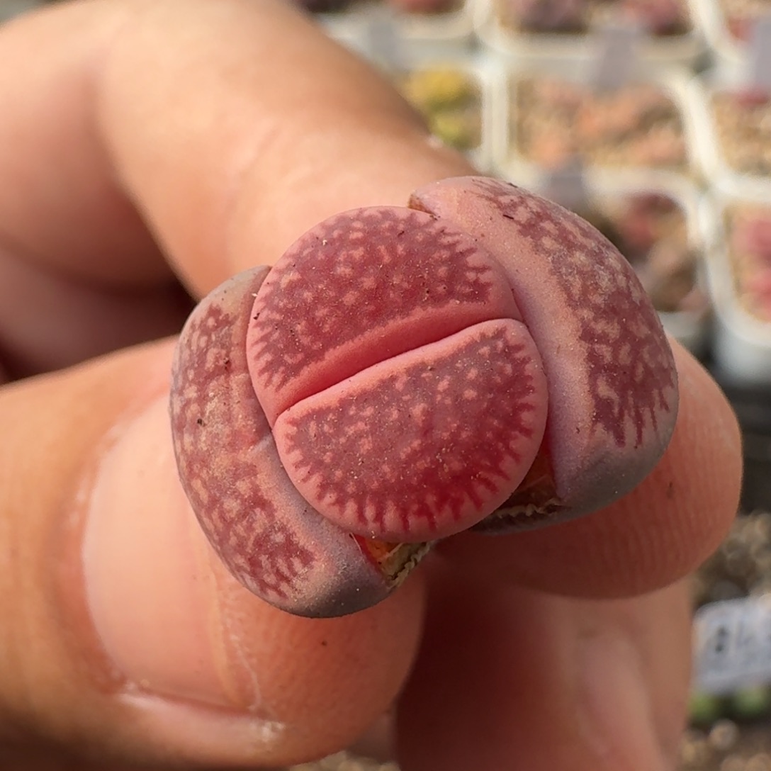 G523恶魔果实紫日轮四年