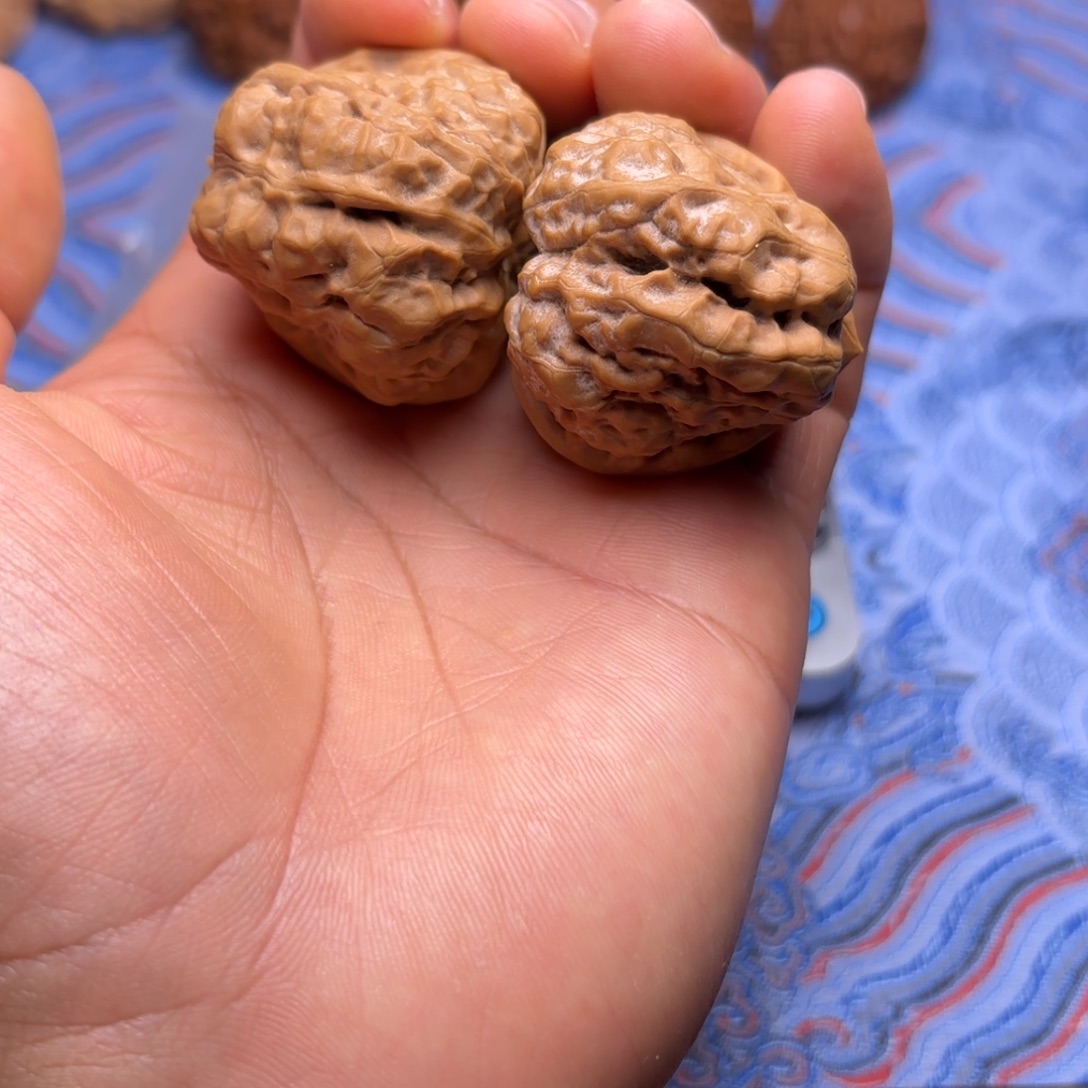 40尺肚子蛤蟆头，三角箭毒蛙