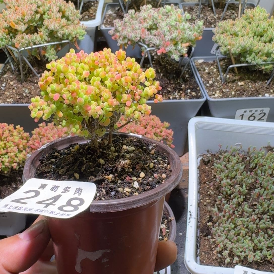 *****枝干番杏蜜橘糖球248