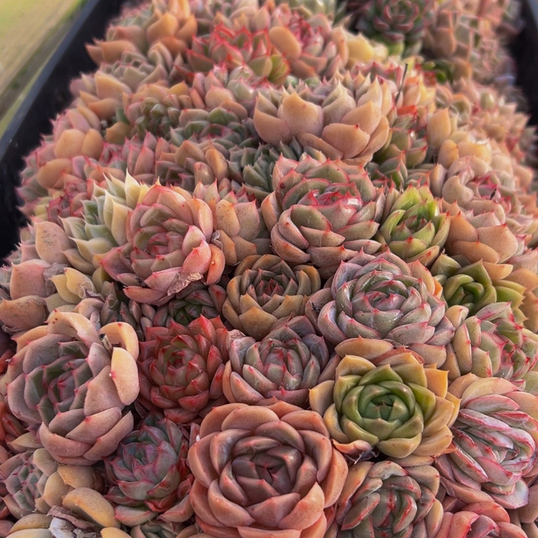 308大热后加入盐调味后加入盐