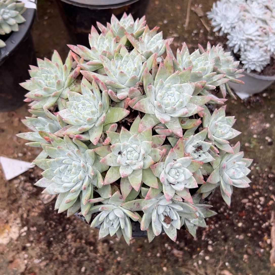 紫***9谢谢姐姐～一物一拍一2