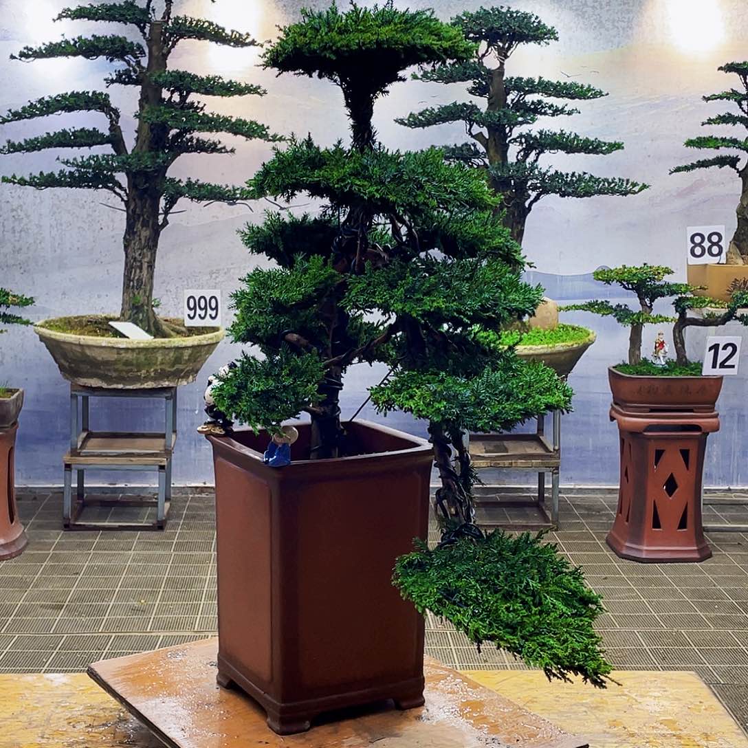 盆景盆景艺术龙爪松