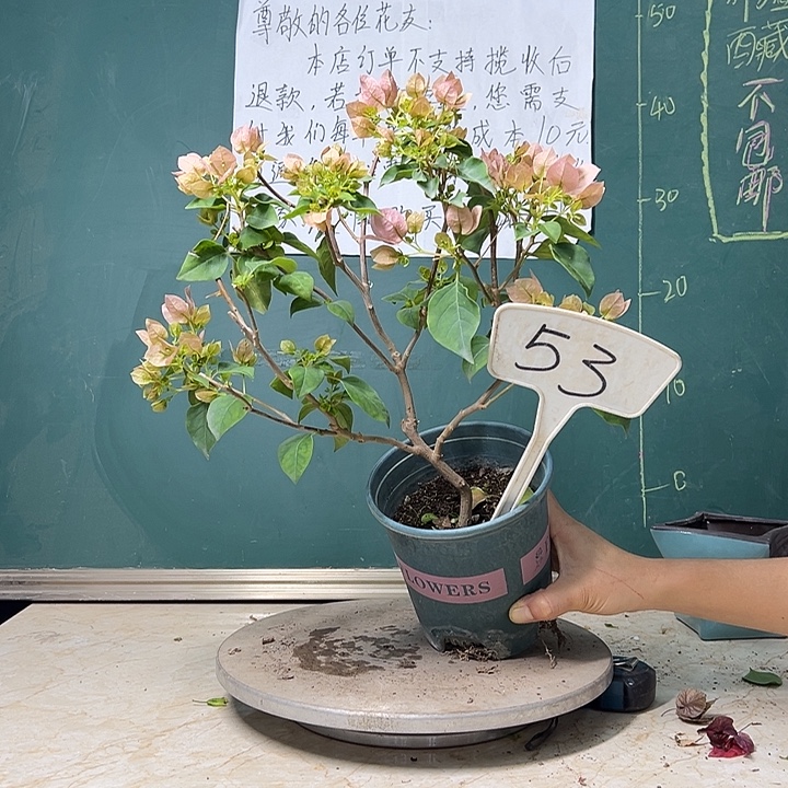 完全开放暗斑丽人 53