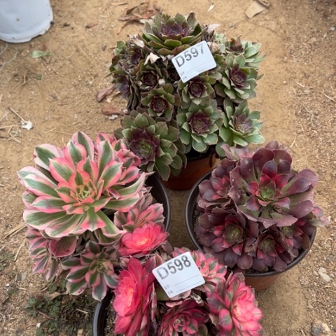 多肉植物女巫倾成四个