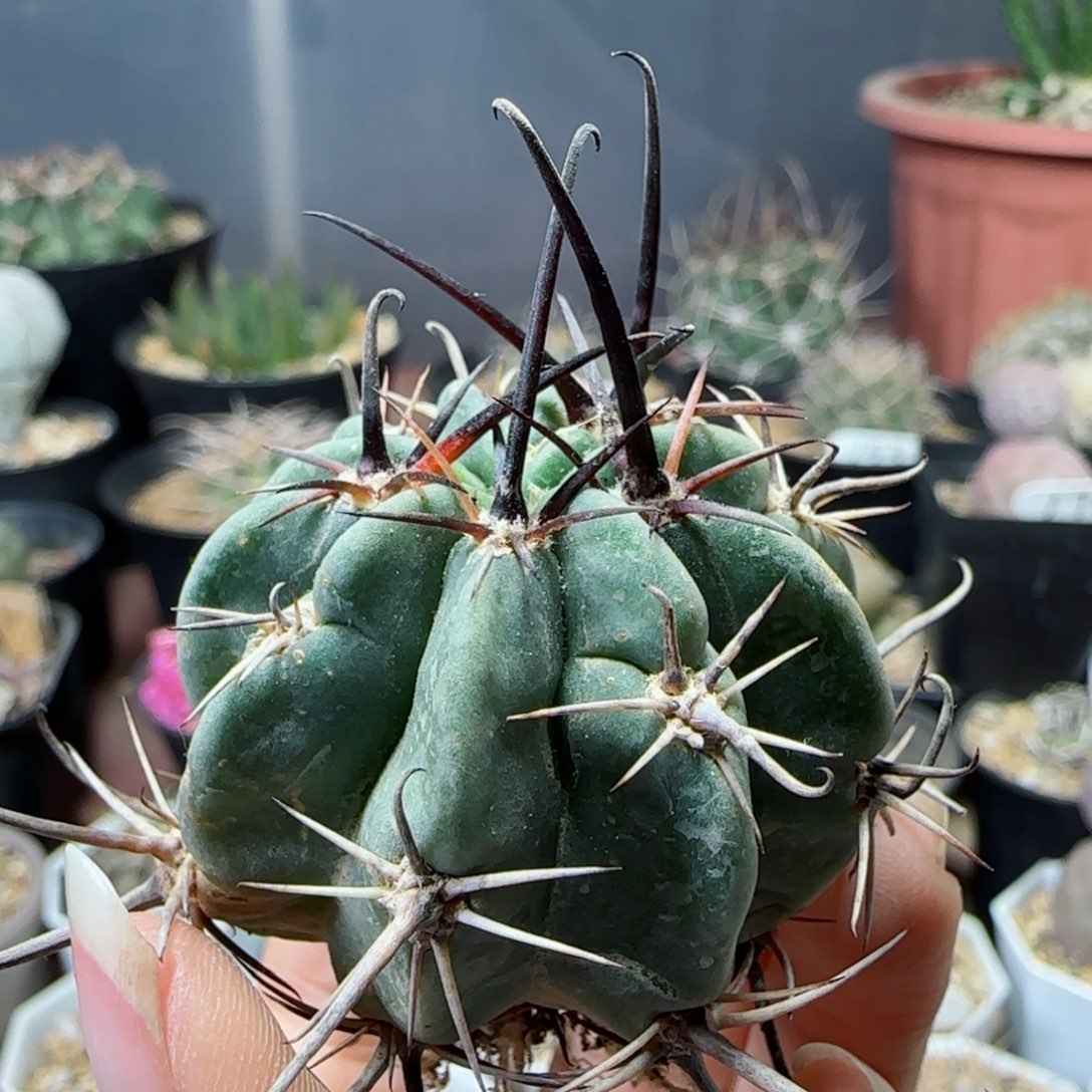 实生狂风多肉4.3