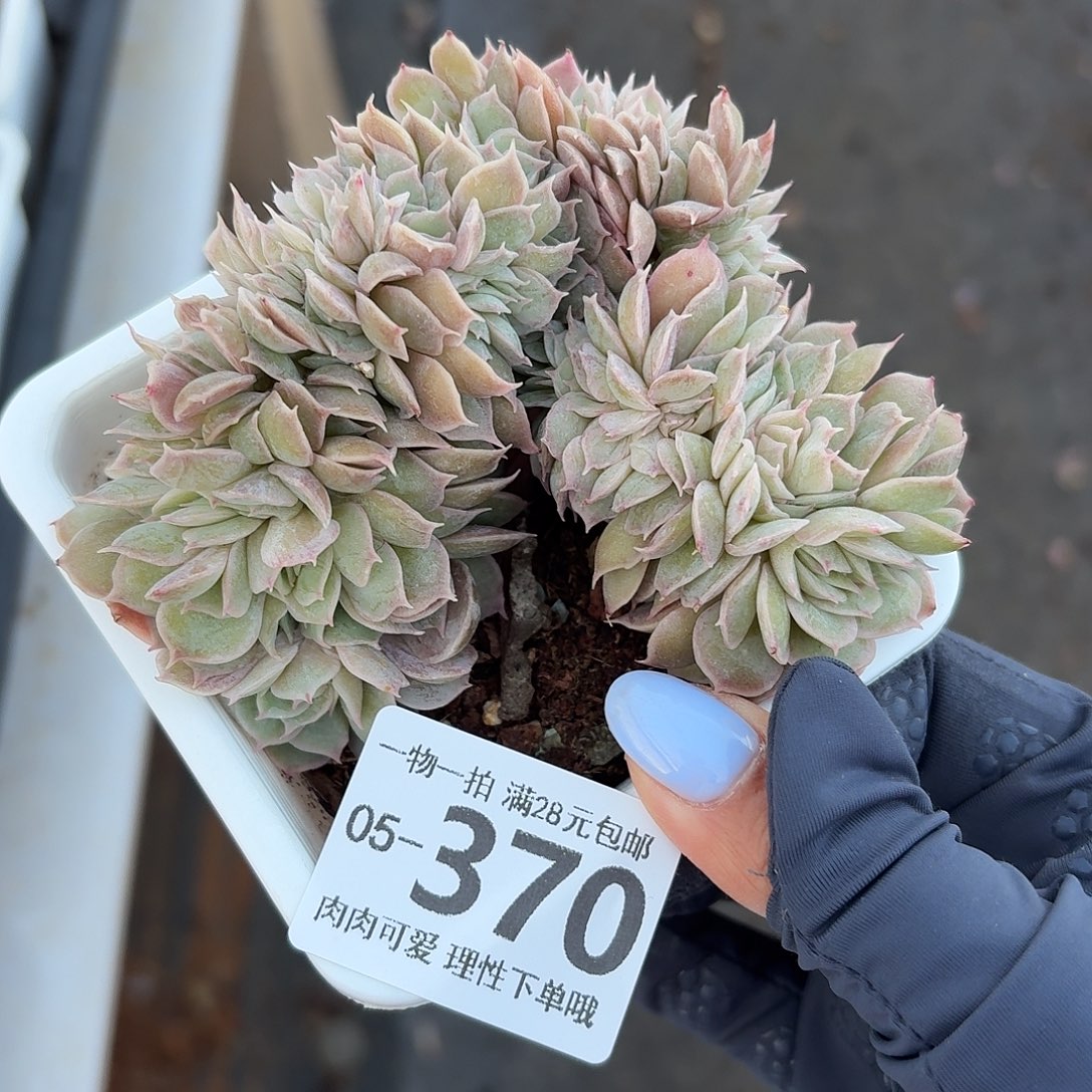 昂斯诺缀无盆土发货无盆