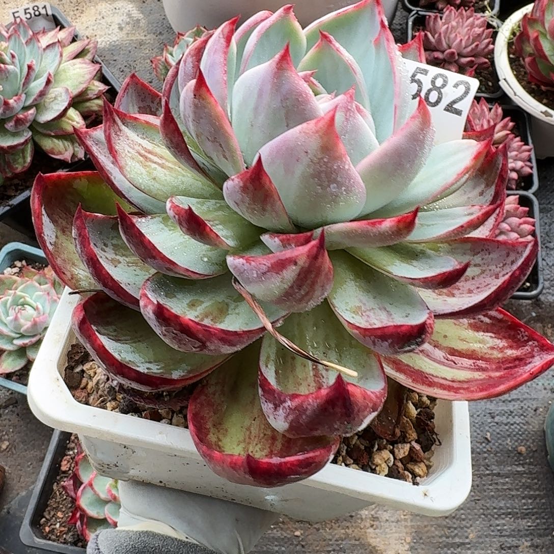 惊鸿惊鸿惊鸿 582............