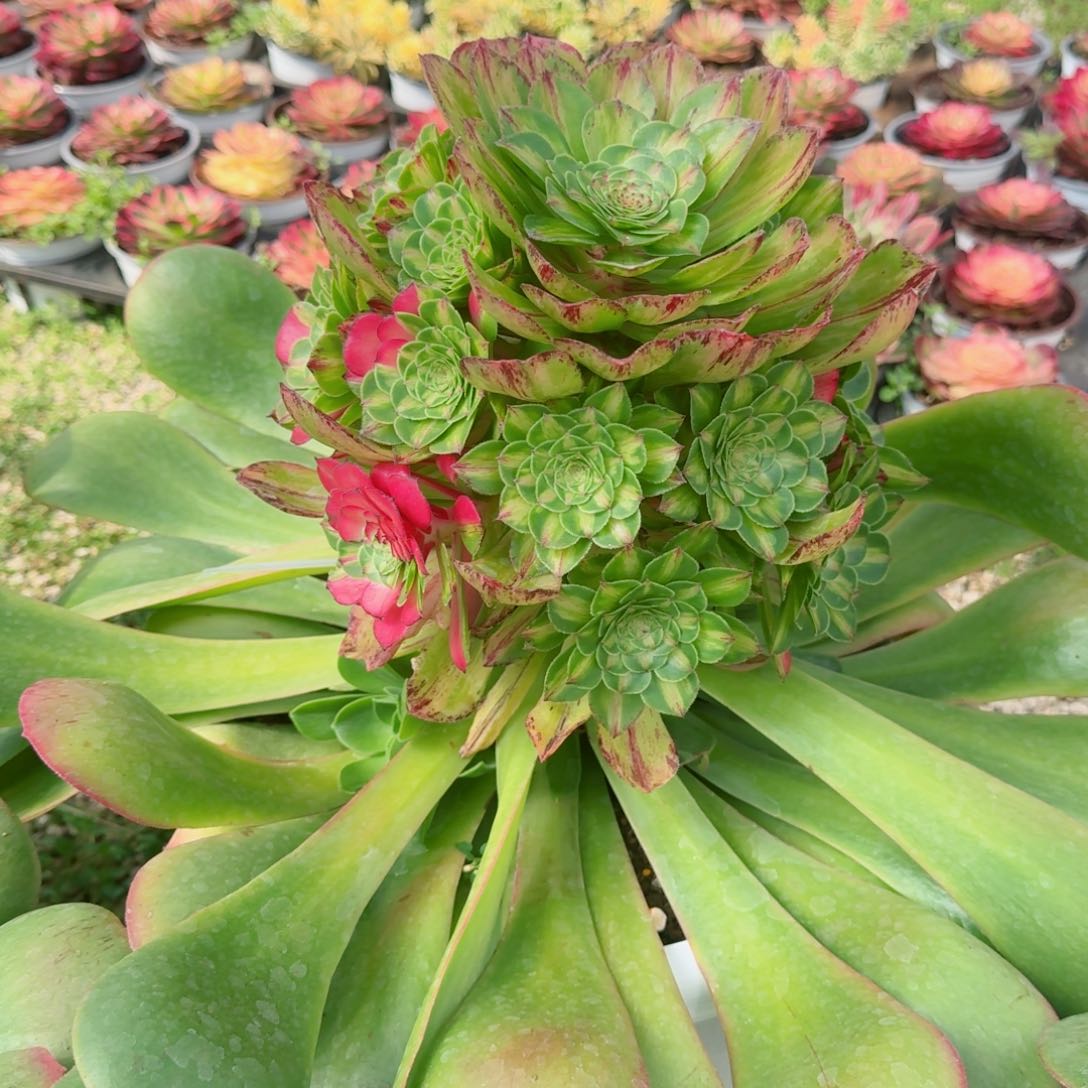 多肉植物发货fh发货