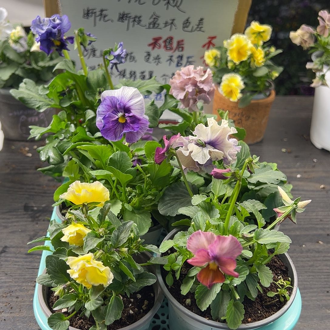 大部分花苞少量开放466号