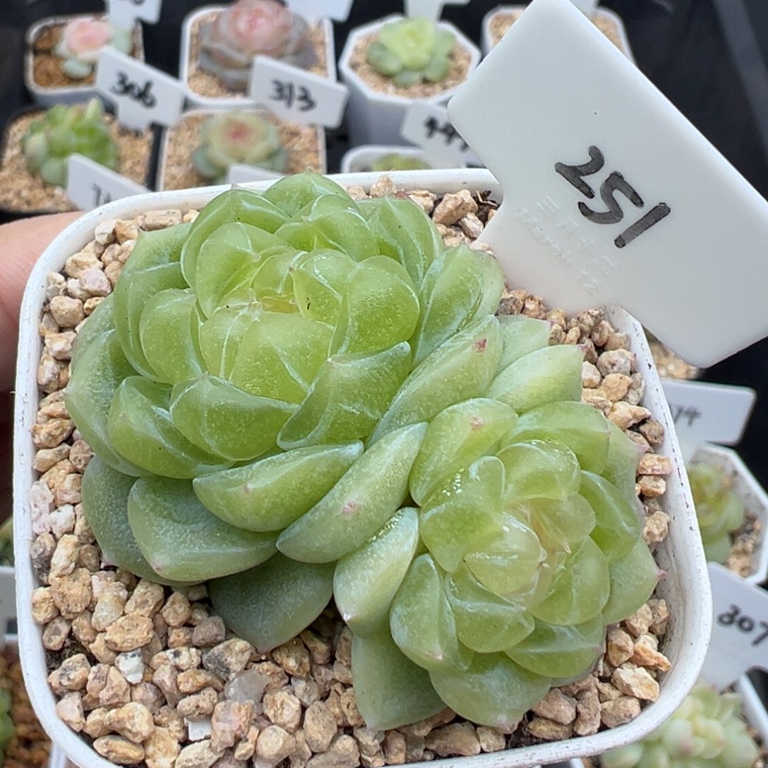 251号绿体泼天 晗雨多肉