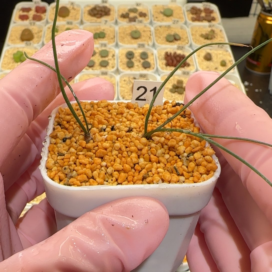 肉锥多肉植物百科-铃兰一盆290