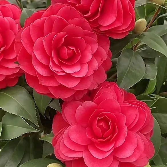 红赤丹（直播间一物一拍）重瓣大花型盆栽绿植