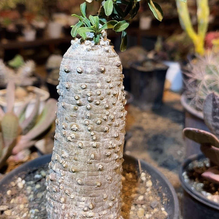 满38包邮2天凑单，脱土晾根发货多肉植物