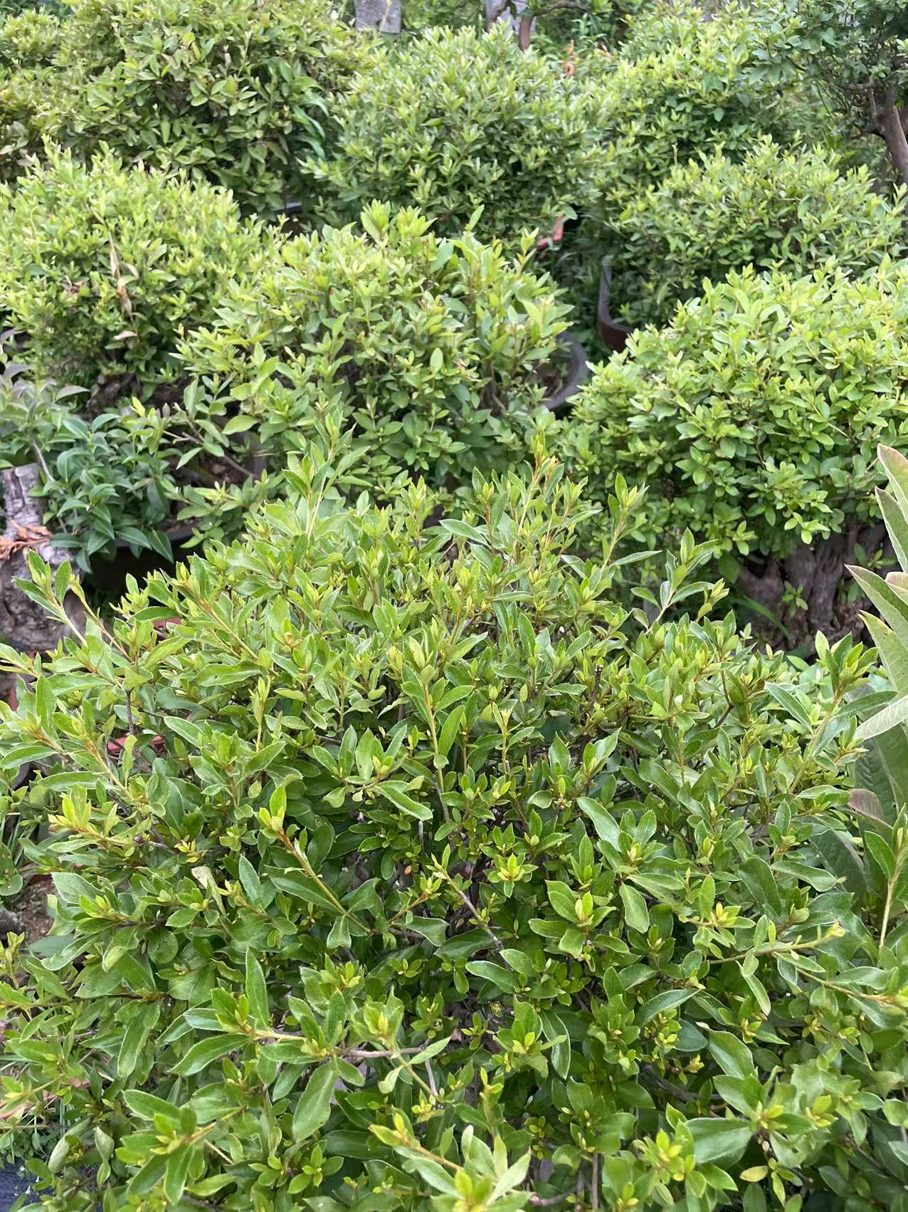 紫薇映山红乌饭树盆景室内室外绿植盆栽