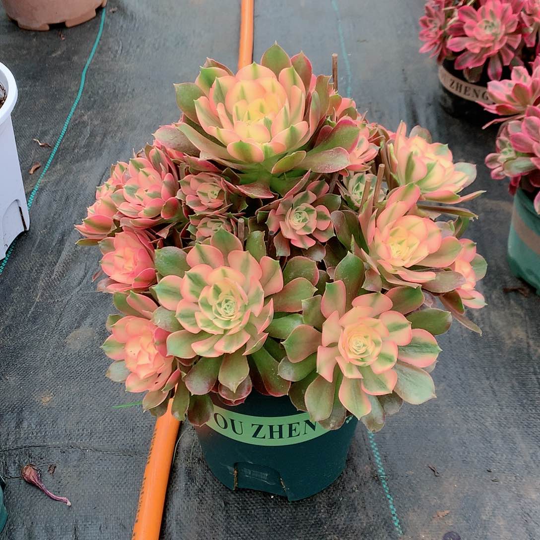 【闪购商品】二**姨香妃，多肉