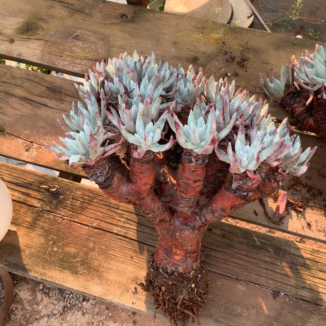 天**子文森特，多肉植物