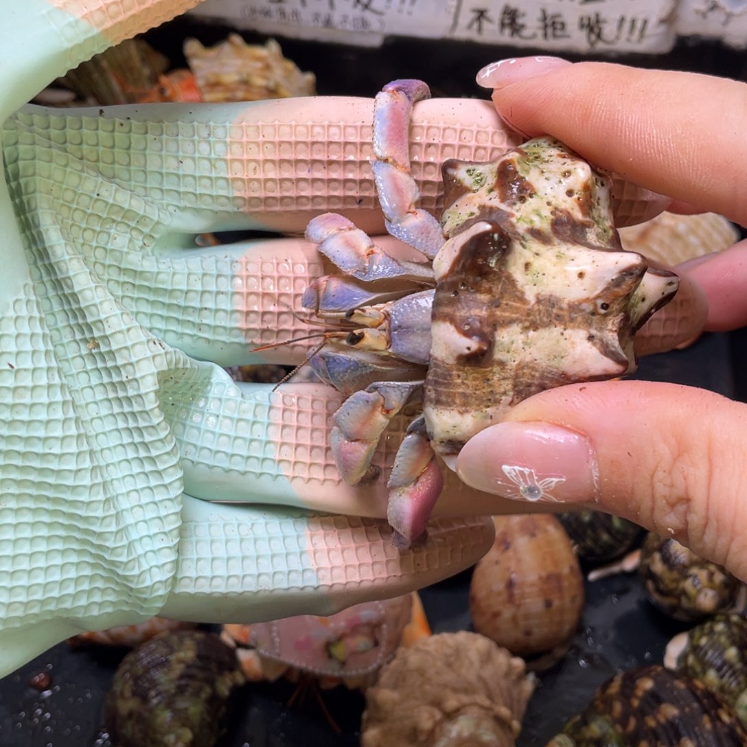 5号，2.5口粉紫陆寄居蟹