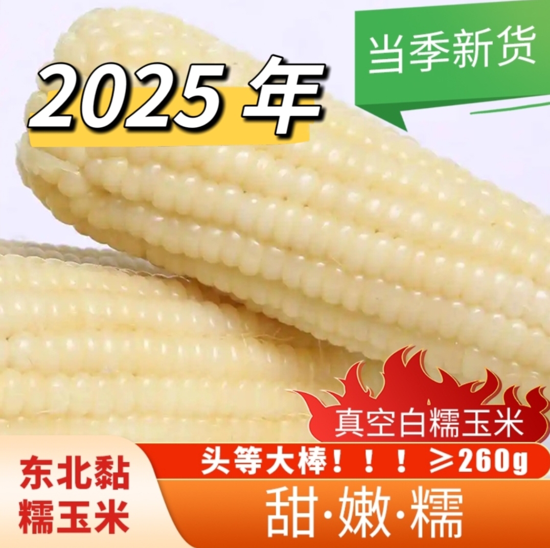 东北五常白粘糯玉米真空装到手[8棒]2025年头茬大棒