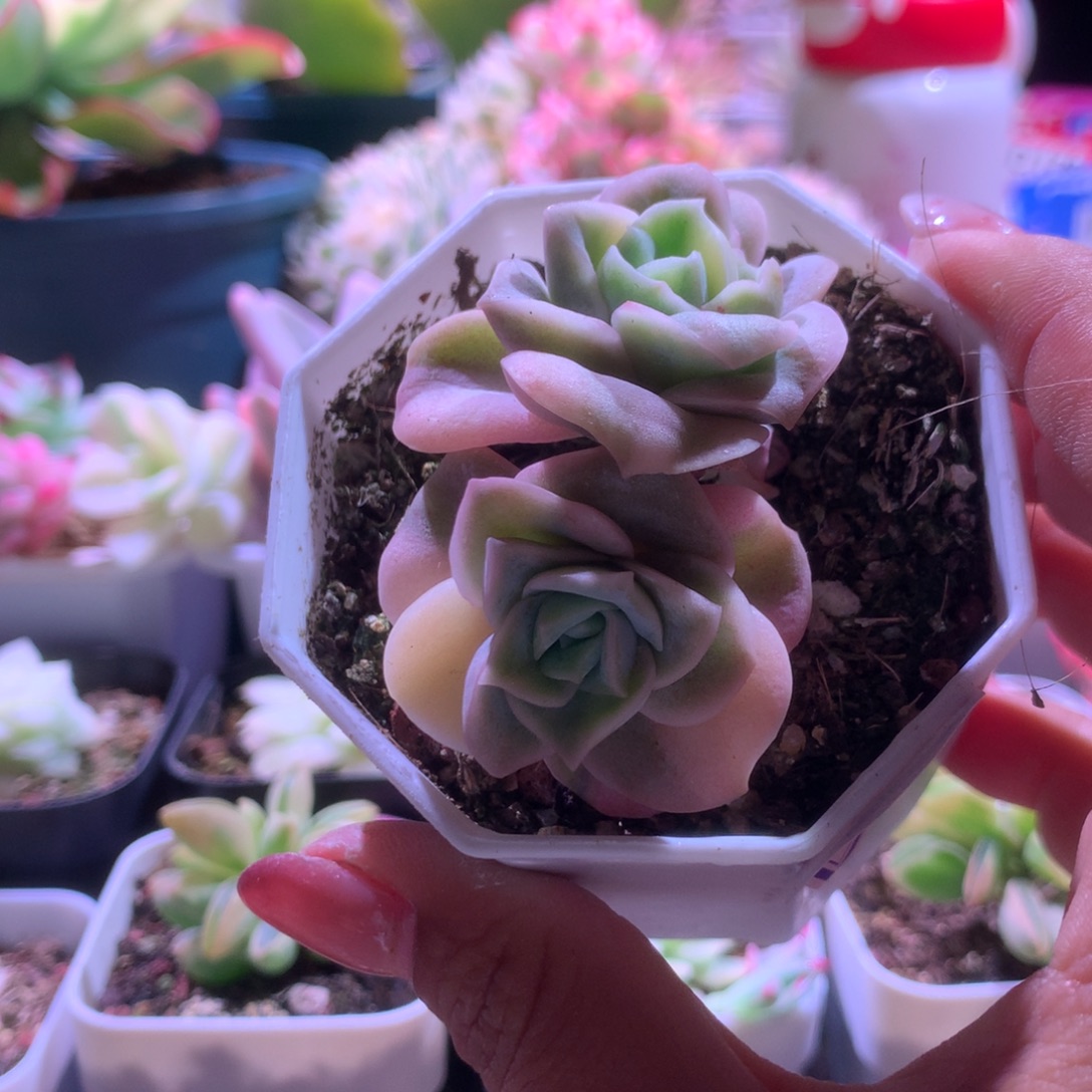 福利双头可爱玫瑰锦有根