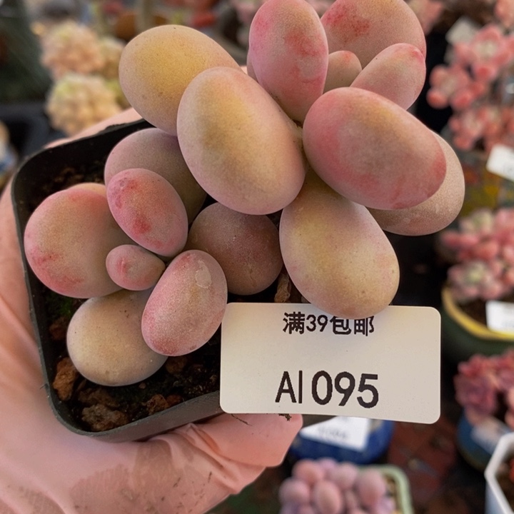 腰子桃蛋6cm1095多肉植物