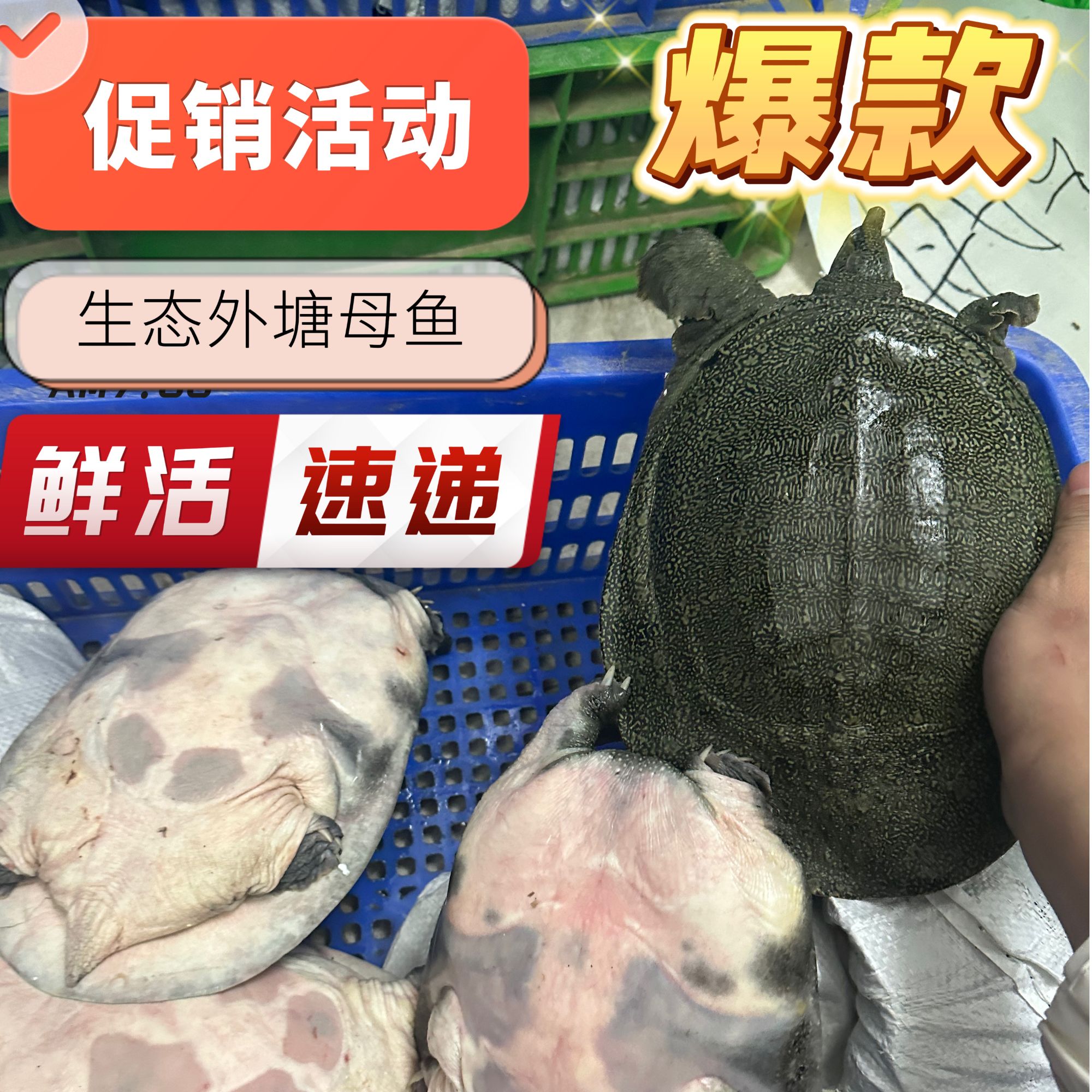 外塘鲜活甲鱼特价