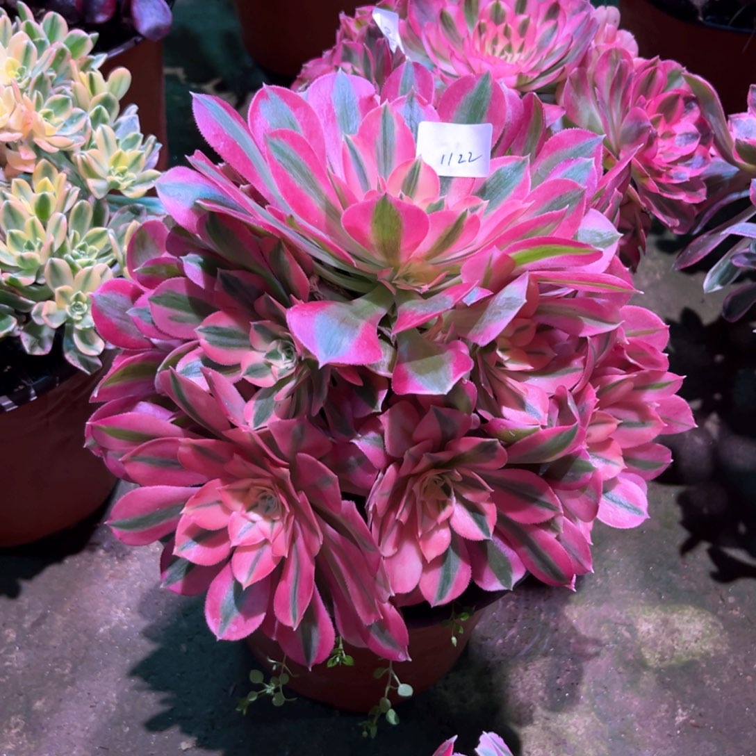 多肉植物女巫1122