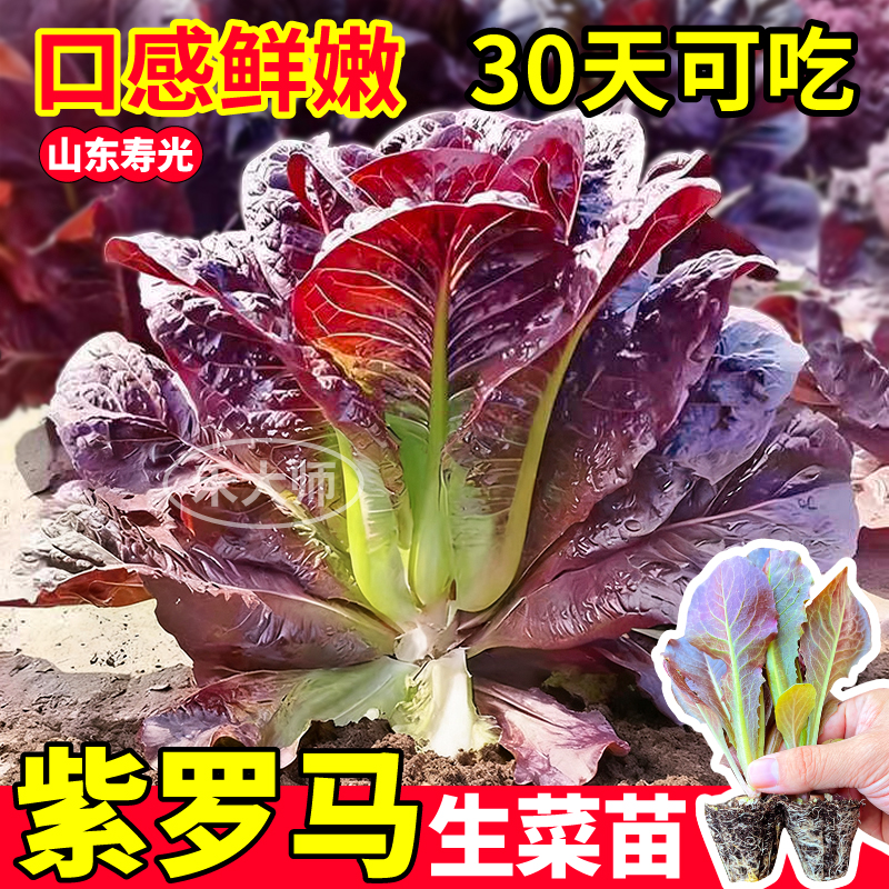 紫罗马直立生菜苗秧紫孔雀菜苗子阳台盆栽带土发货四季种苗