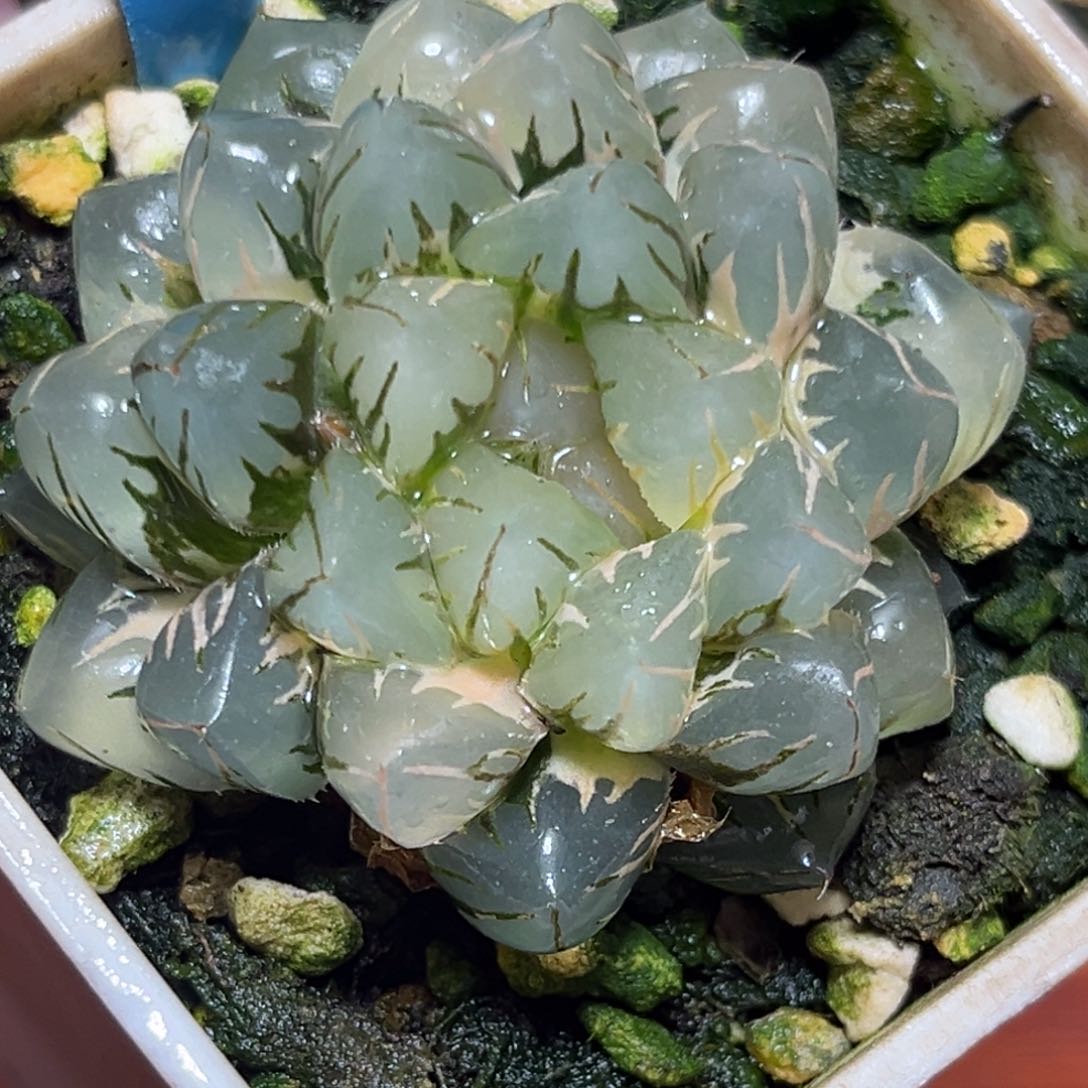 恭喜发财大吉大利0190