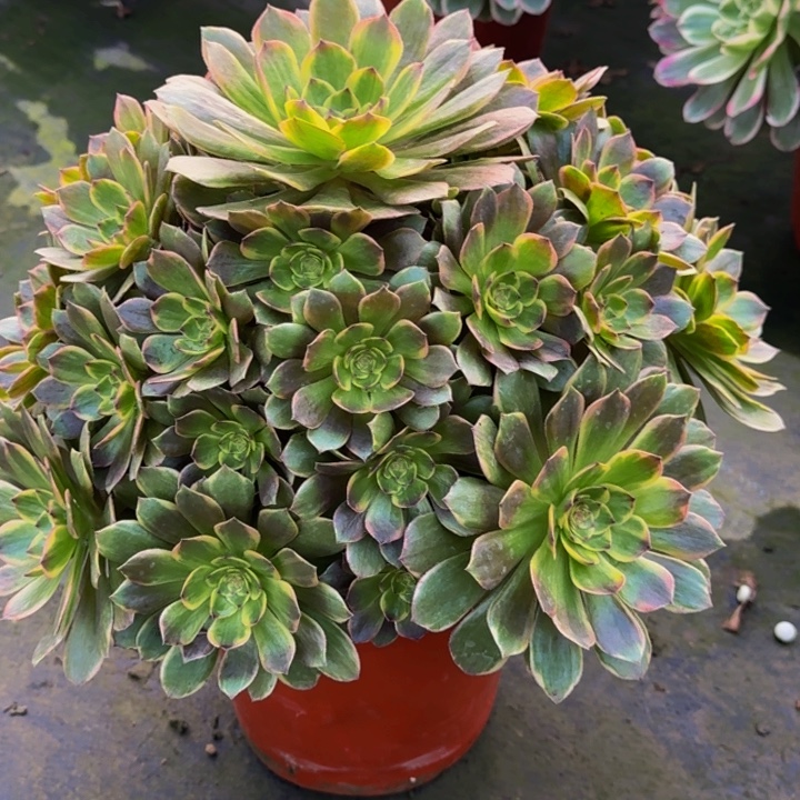 糖***奶00000090半夏多肉植物