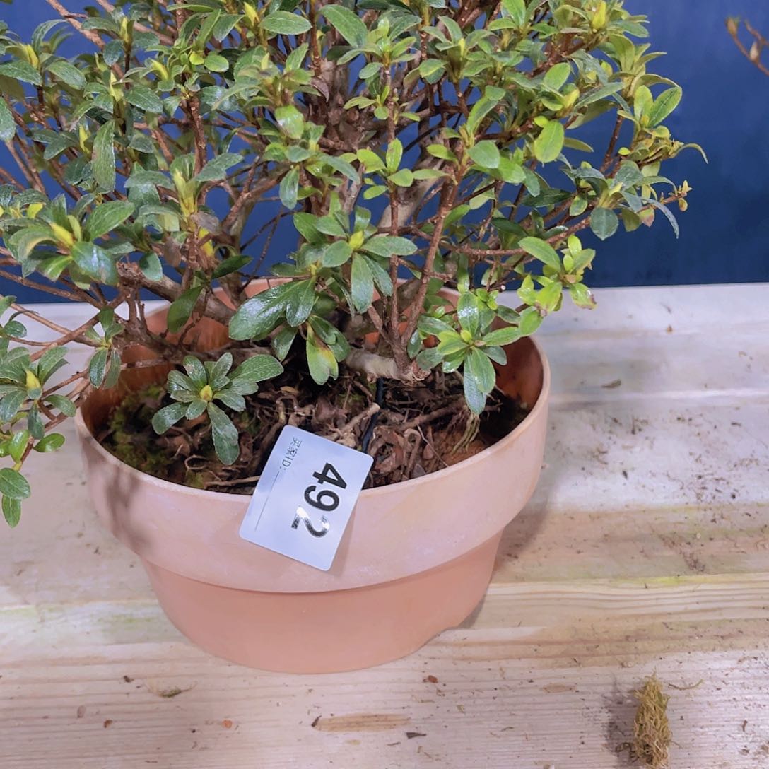 红陶直播时间一定一起