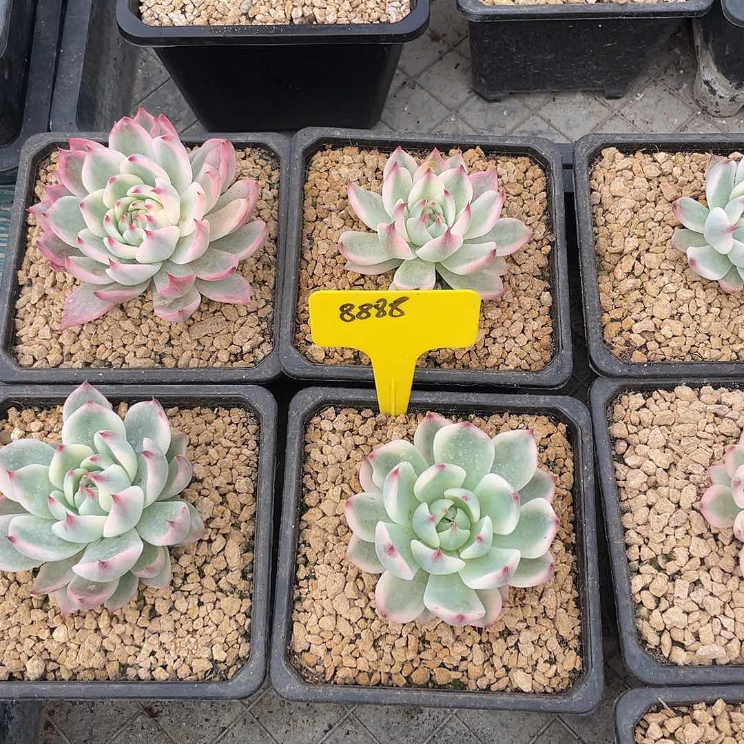 这么样我不放心我8888