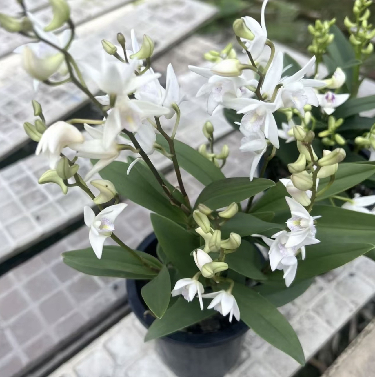 白雪公主【春石斛】 （5度以下拍保温棉，不拍冻死冻伤不售后）