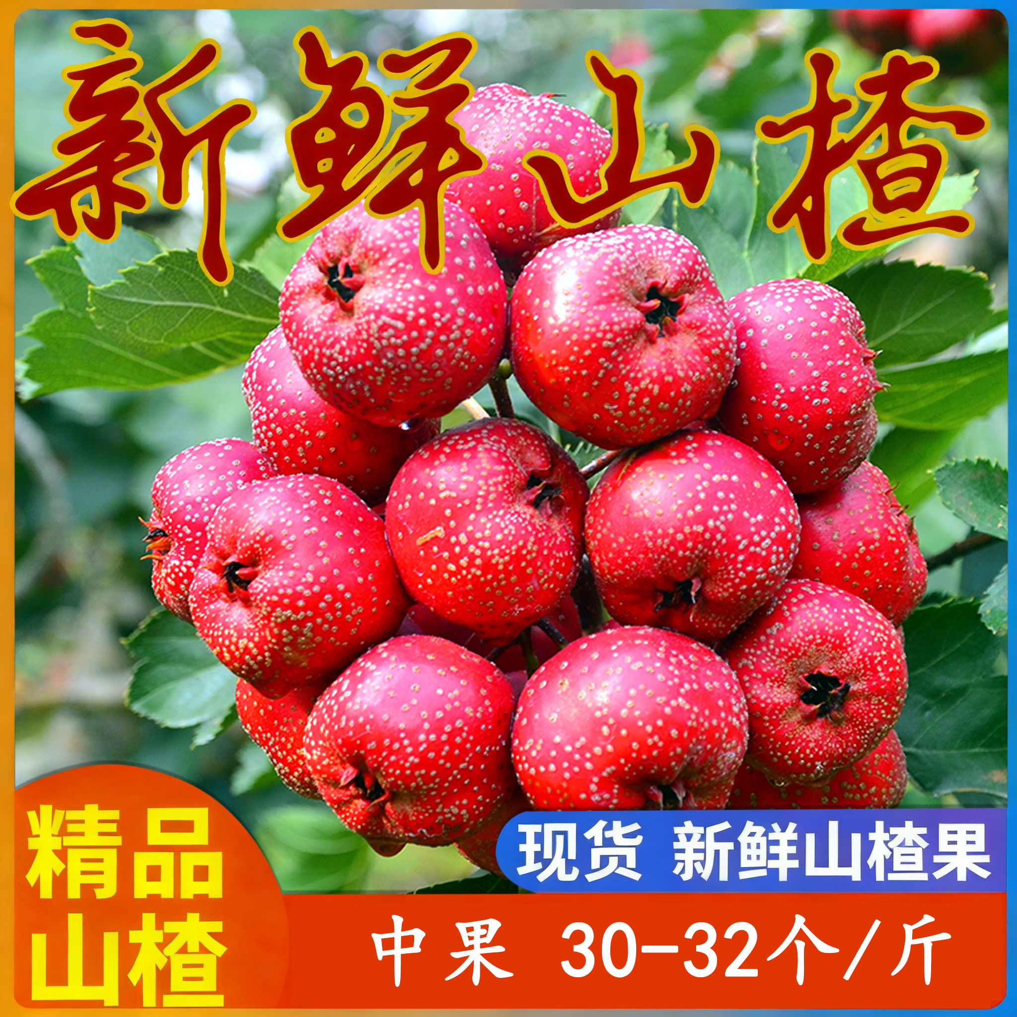 山东大金星鲜山楂（中果30个至40个现发特级特大红